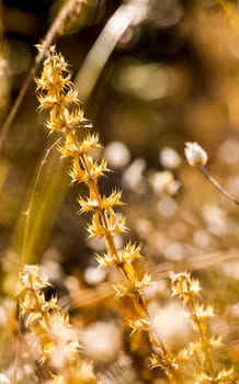 Grass and flowers in the forest on the clearing and under the trees.