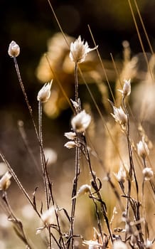 Grass and flowers in the forest on the clearing and under the trees.