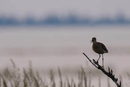 Kulik sits on a dry tree branch above the swamp and screams.