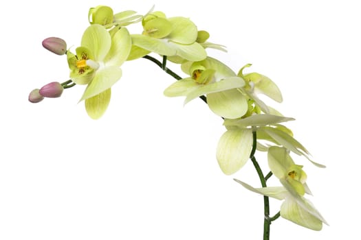 A beautiful arrangement of artificial orchids made from silicone and latex is displayed elegantly, showcasing vibrant green and white petals along with delicate buds in a serene setting.
