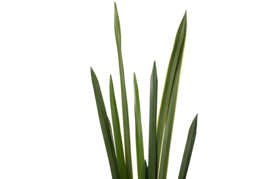 Realistic artificial plants made from silicone and latex feature tall, slender green leaves. Ideal for enhancing interior spaces in homes or offices without maintenance.