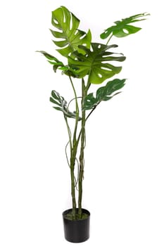 Silicone and latex artificial plants add a touch of nature to indoor spaces.