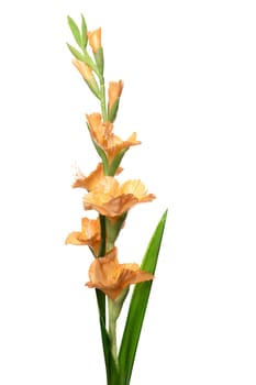 Silicone and latex artificial plants displayed elegantly with tall stems and vibrant orange flowers. The composition highlights the realistic texture and color, suitable for home decor or events.