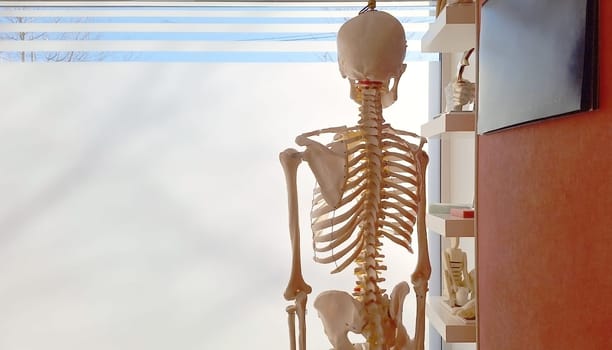 Anatomical skeleton model in bright medical office.