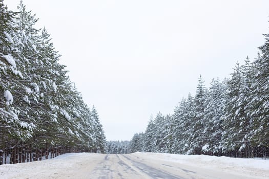 Snowy winter road through a pine forest outside the city.