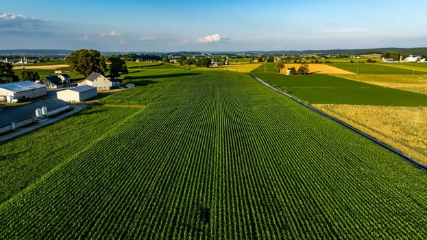 Vast rows of green corn fill the landscape, flanked by farms and gently rolling hills under a bright sky. The scene captures the essence of rural life in the afternoon.