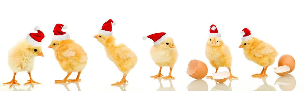 Lots of baby chicken at christmas wearing santa claus hats - isolated with reflection