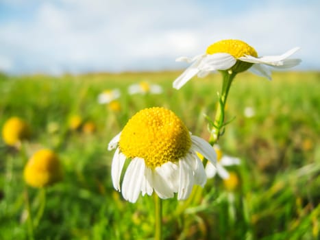 Wide angle close-up of a chamomile flower (Matricaria chamomilla) against a blurred natural background.