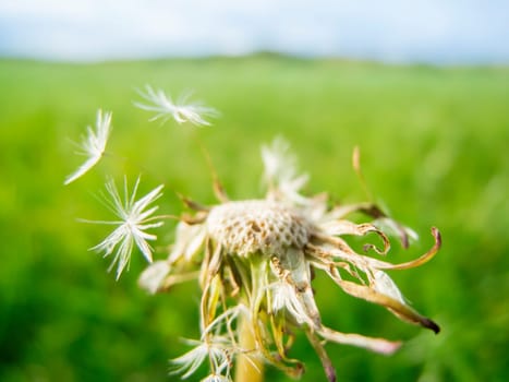 Macro view of a dandelion flower with seeds blown away on a blurred green meadow.