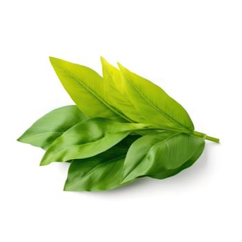 Leaves of turmeric curcuma isolated on white AI generated image