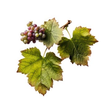 Grape leaves on a branch with grapes isolated on white AI generated image