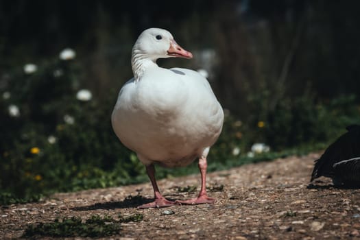 Birds in its natural dwelling