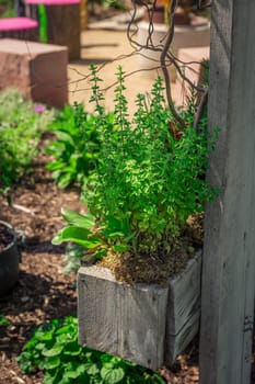 Oregano in wooden pot in a herb garden
