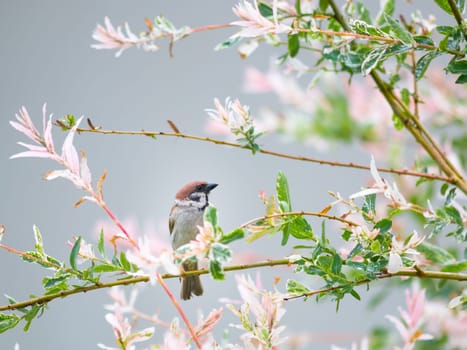 A sparrow hides in a willow tree