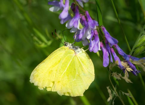 Yellow butterfly on blue flowers