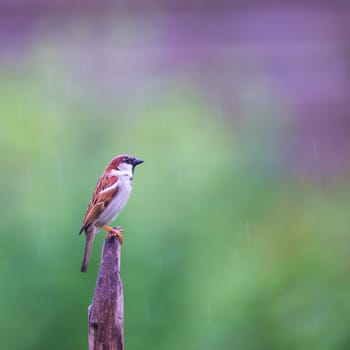 Portrait of a house sparrow perched on a post