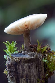 Mushroom macro photography
