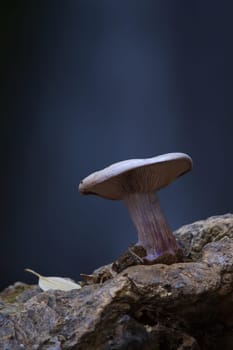 Mushroom macro photography