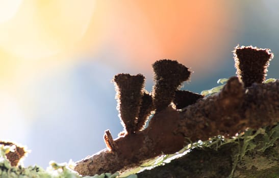 Mushroom macro photography