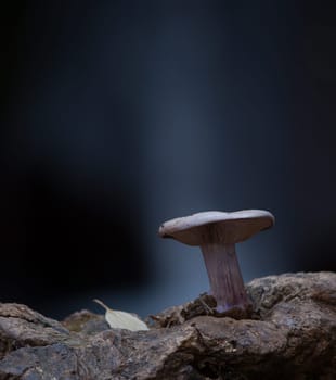 Mushroom macro photography
