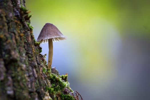 Mushroom macro photography