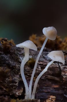 Mushroom macro photography