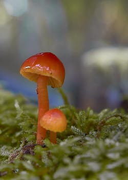 Mushroom macro photography