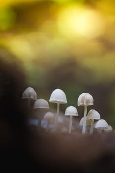Mushroom macro photography