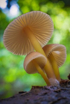 Mushroom macro photography