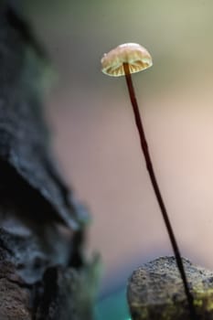Mushroom macro photography