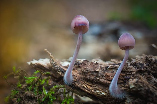 Mushroom macro photography