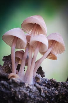 Mushroom macro photography