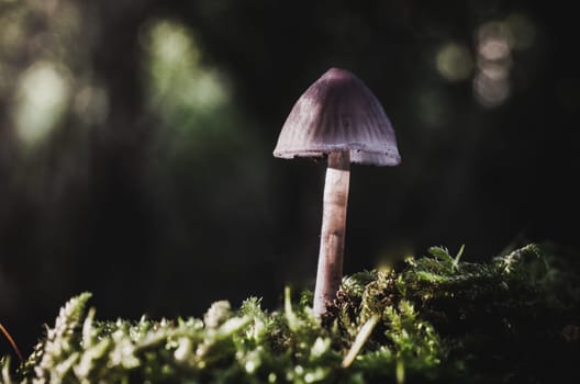 Mushroom macro photography