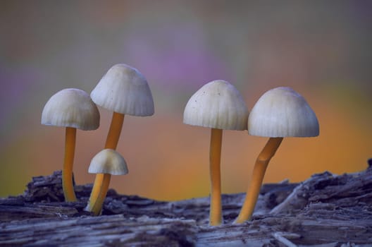 Mushroom macro photography