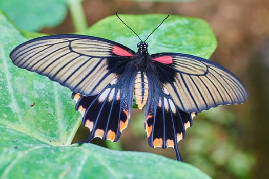 Papilio memnon
