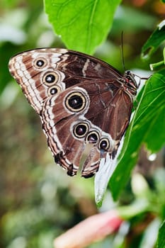 Caligo Memmon