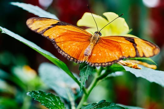Dryas iulia