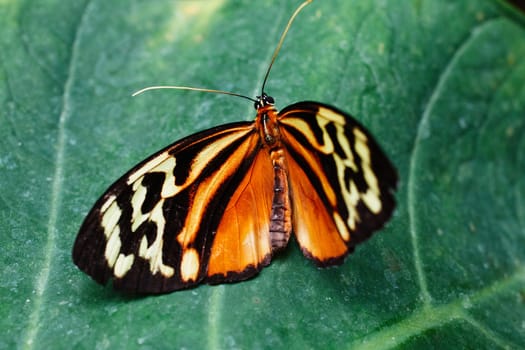 Eueides isabella