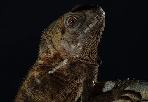 Multicolor Beautiful Chameleon closeup reptile with colorful bright skin.
