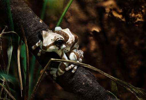 frog during spring mating season on the survace of pond