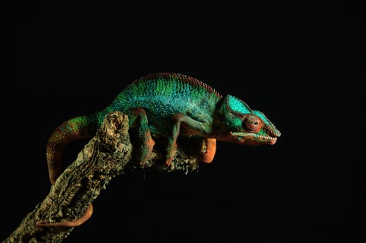 Multicolor Beautiful Chameleon closeup reptile with colorful bright skin.