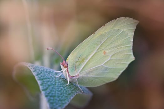butterflies posing in their natural habitat