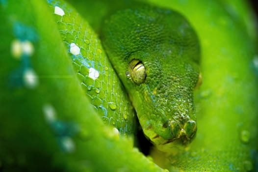 Green tree pyton on branch