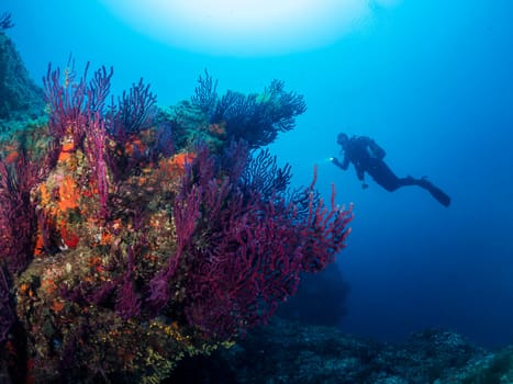 diver swimming in the ocean next to a coral reef, the reef is full of colorful plants and the water is clear and blue