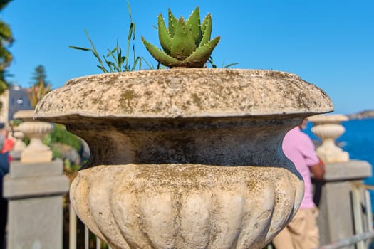 Stone planter with moss and succulent, placed in a coastal garden with other planters and sea in the background. Clear blue sky. Concept: rustic garden