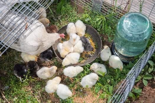 Hen watching over her adorable chicks as they eagerly eat from a bowl of food in a cozy cage, creating a heartwarming depiction of nurturing farm life