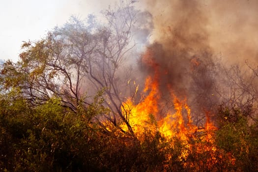 Black smoke rises from orange and yellow flame as an Australian bush fire rips through the scrub