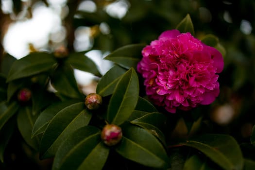 Vibrant pink camellia Debbie bloom in lush green foliage.