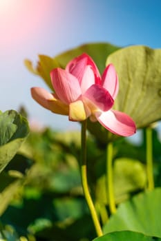 A pink lotus flower sways in the wind, Nelumbo nucifera. Against the background of their green leaves. Lotus field on the lake in natural environment