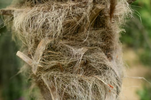 Hairy palm trunk. Details of a palm tree trunk. Close up